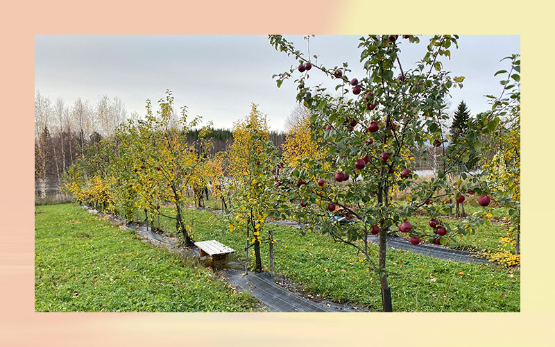 Status report apple terroir in Northern climate-project