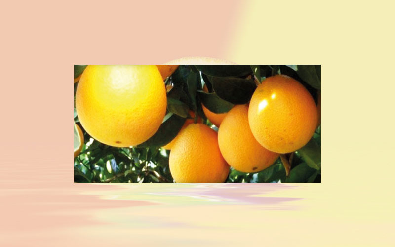 Brazil: Processing plants purchasing oranges in the spot market