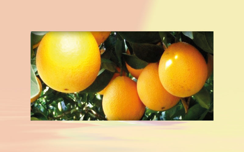 Brazil: Oranges and tahiti lime devalue in May; for ponkan tangerine, prices remain firm