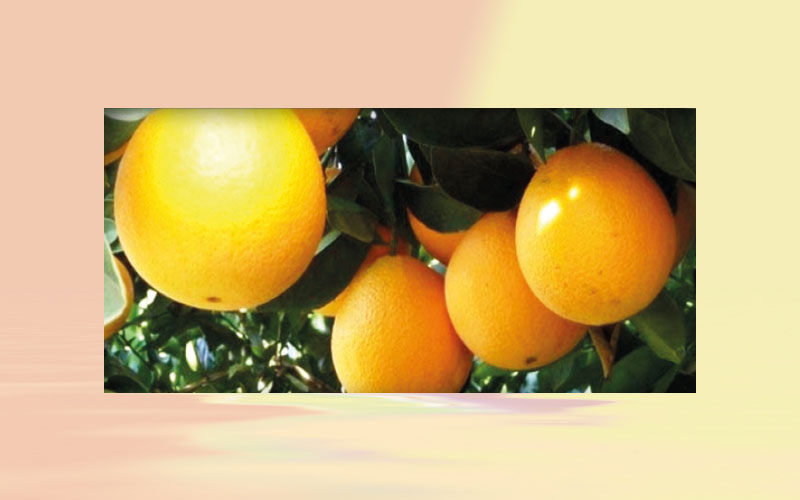 Brazil: Industry makes the first purchase proposals fort he oranges from 2022/2023