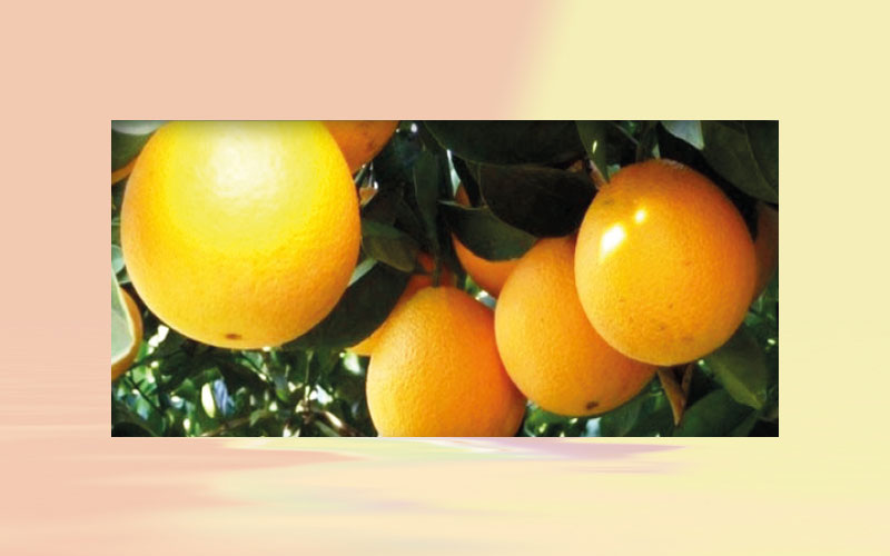 Brazil: Orange trees bloom in some orchards in SP