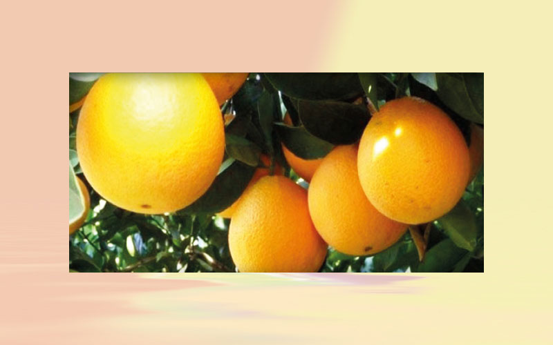 Brazilian inventories of orange juice decrease by 33 % between 19/20 and 20/21