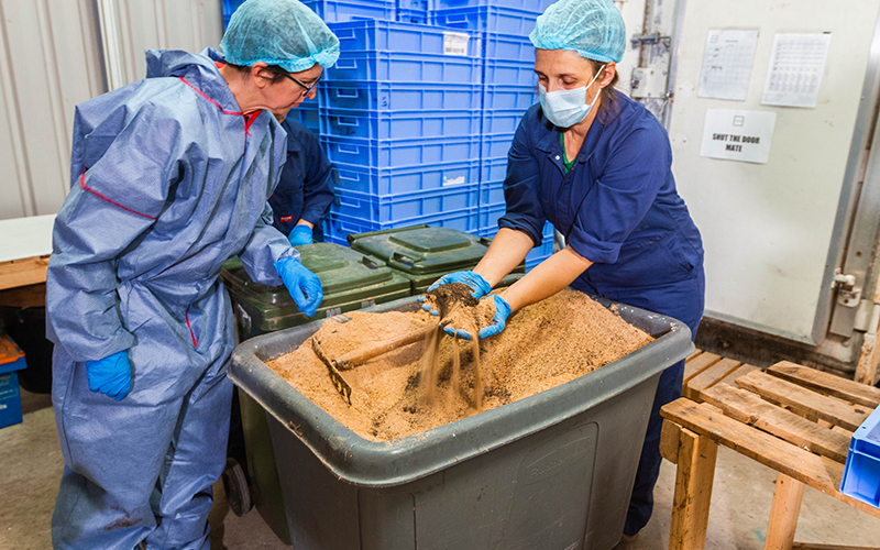 Sex lives of flies could be key tackling to food waste