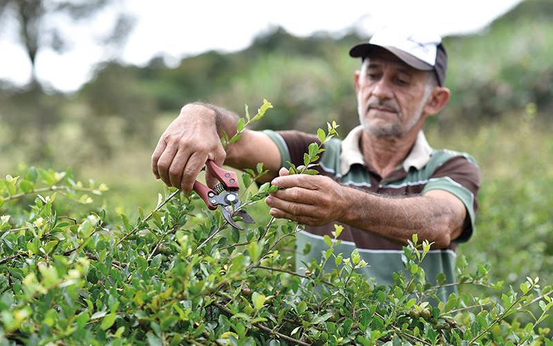 Symrise Division Diana Food launches the first clean label, organic and Fair Trade acerola powder