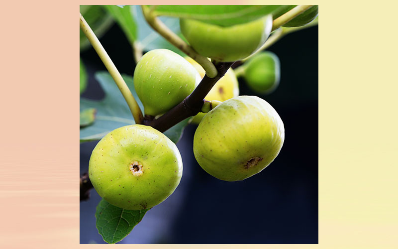 Fig extract for healthy blood sugar levels