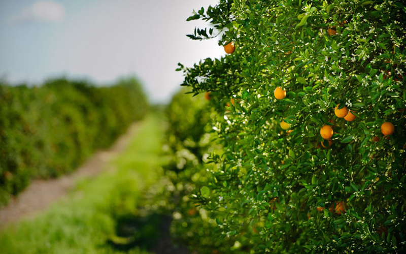 Slight change in Florida Orange and Grapefruit crops