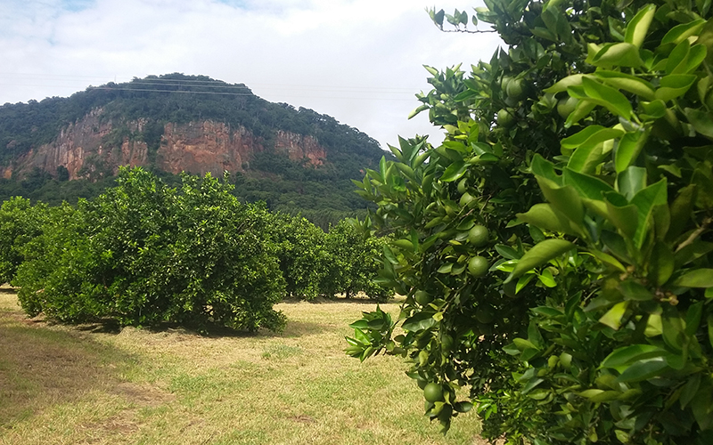 Study shows the environmental contribution of the Brazilian citriculture