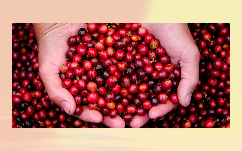 How cranberries could improve memory and ward off dementia