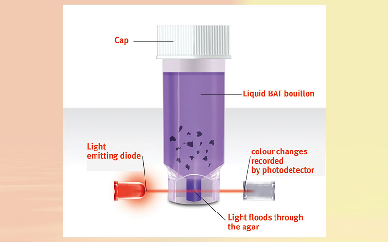 Detection of Alicyclobacillus within 96 hours