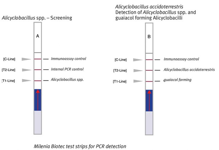 Detection of Alicyclobacillus within 96 hours