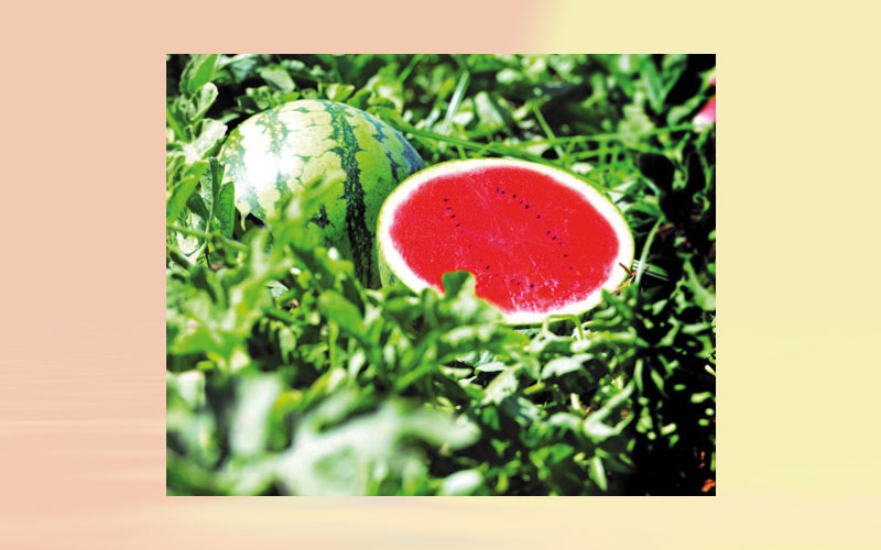 Hazera’s Mini-Watermelon comes to Africa - Delighting farmers and consumers