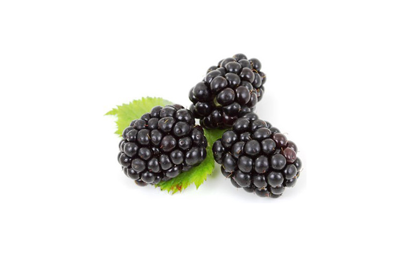 Mulberry extract activates brown fat, shows promise as obesity treatment