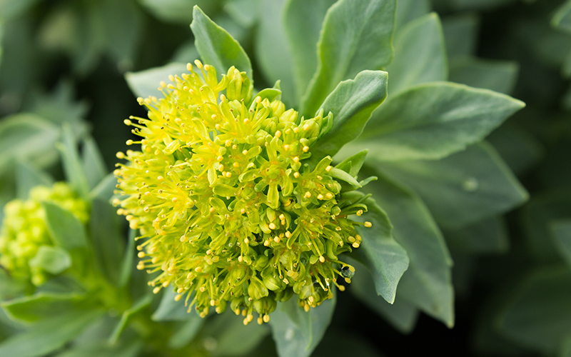 Nektium secures new CITES trade permits for Rhodiola rosea raw material