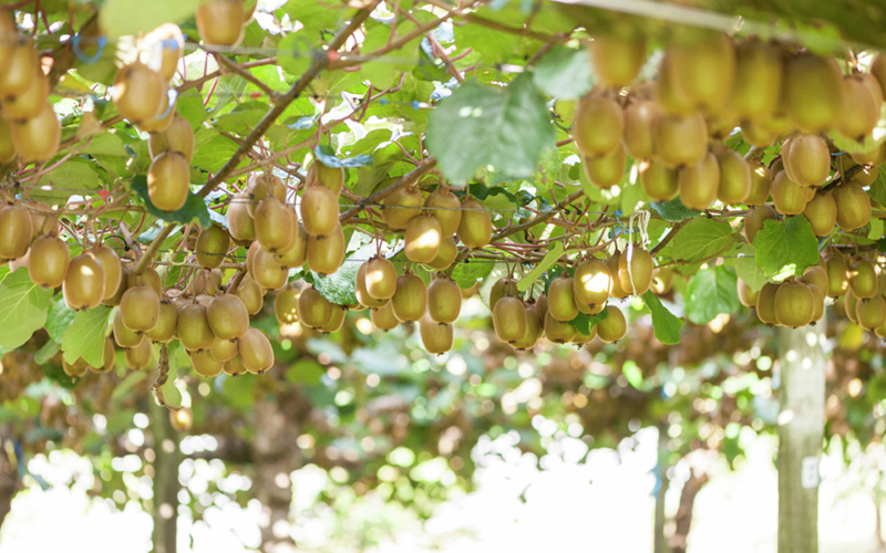 Scientists are cracking the code to kiwifruit pollination success using a “digital twin”