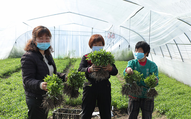 Tate & Lyle launches new programme to support sustainability of stevia with Earthwatch Europe and Nanjing Agricultural University