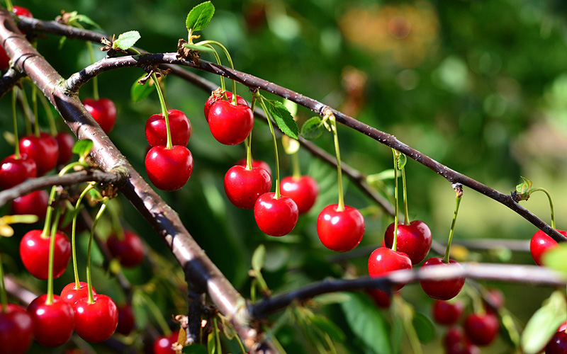 ridge reveals the ‘winners’ of stone fruit harvest season