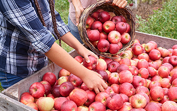 Certified organic apple products from South Tyrol and Trentino