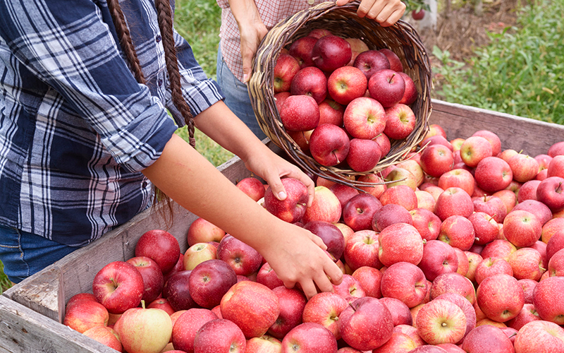 Certified organic apple products from South Tyrol and Trentino