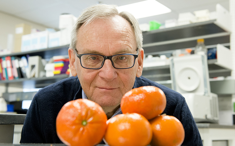 Molecule found in oranges could reduce obesity and prevent heart disease and diabetes